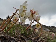 61  Ellebori (Helleborus niger)  in avanzata fioritura ancora in forma